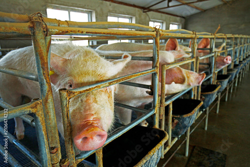 The farm pigs