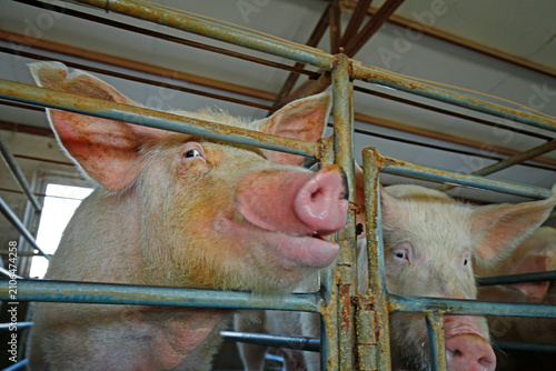 The farm pigs