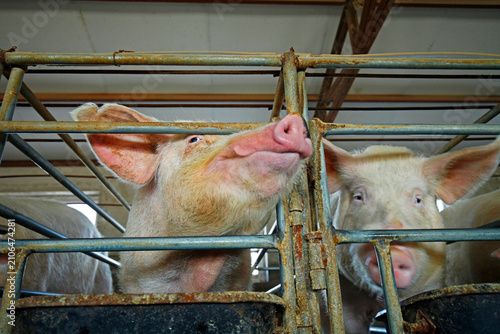 The farm pigs