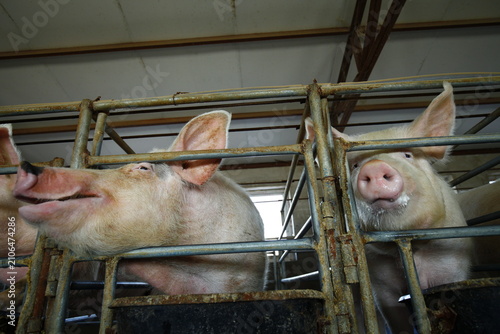 The farm pigs