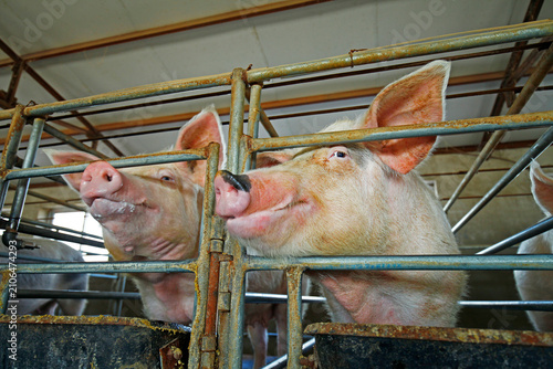 The farm pigs