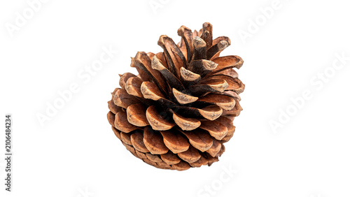 Single beautiful natural brown dry pine cone conifer asset isolated on transparent background
