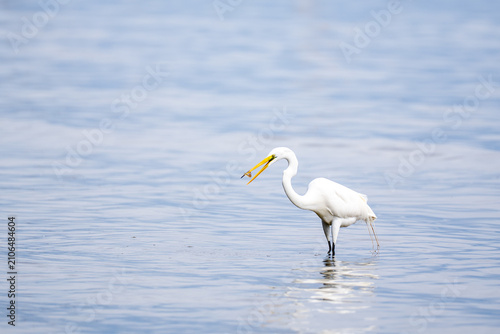 Fotografie garceta grande (Ardea alba), conocida por su plumaje blanco inmaculado y su largo cuello en forma de S