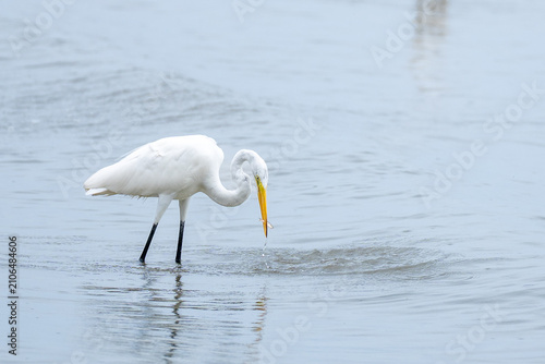 Fotografie garceta grande (Ardea alba), conocida por su plumaje blanco inmaculado y su largo cuello en forma de S