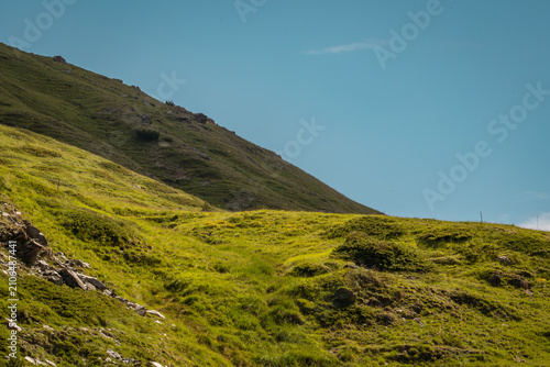 Green mountain hillside with wild alpine vegetation under bright blue skies near Livigno, Italy, offering a tranquil summer landscape in the Alps.