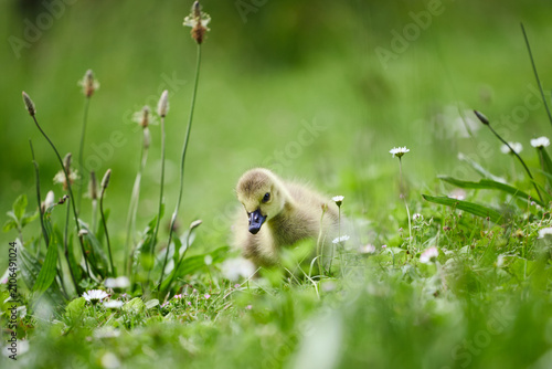 Cuadro en lienzo Kanadagans Baby im Gras
