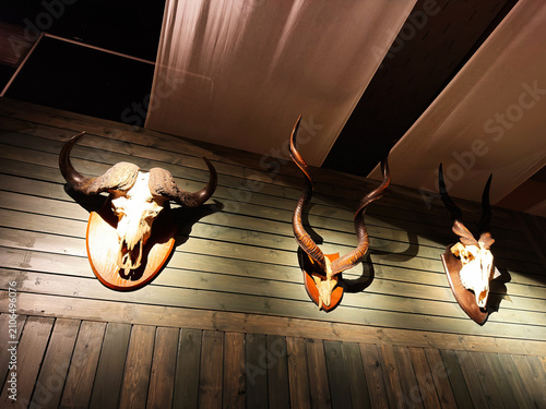 Canvastavla Animal skulls and antler trophies mounted on wooden wall panels in a dimly lit t