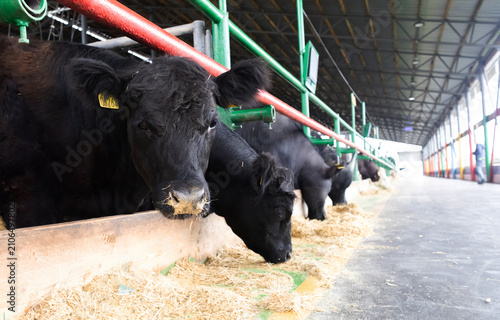 Φωτογραφία Black Angus cows eating dry hay inside a modern livestock farm barn