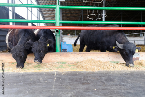 Schilderij op canvas Black Angus cows eating dry hay inside a modern livestock farm barn