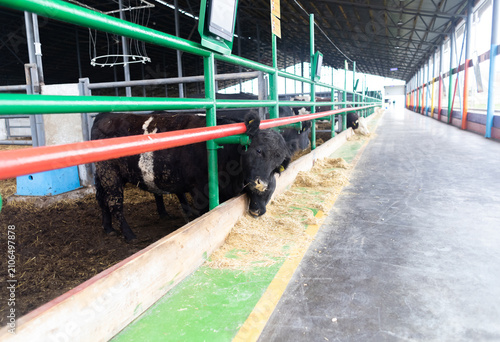 Fotografija Black Angus cows eating dry hay inside a modern livestock farm barn