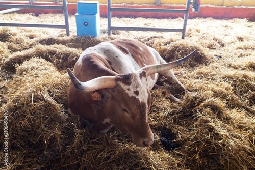 Foto A Texas Longhorn cow resting comfortably on fresh straw inside a clean barn on a dairy farm