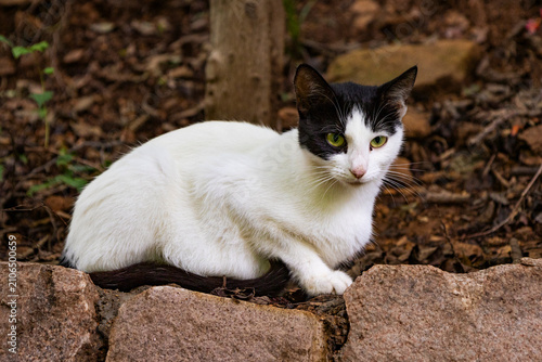 Quadro su tela black and white cat portrait