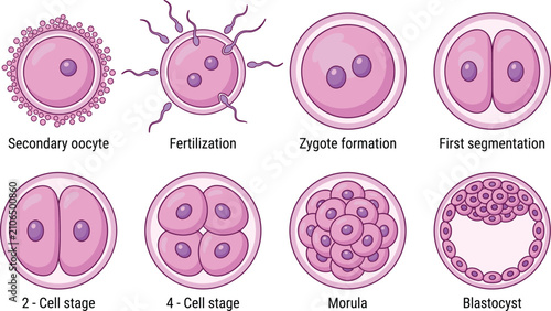 Bild auf Leinwand human embryonic development stages from secondary oocyte to blastocyst