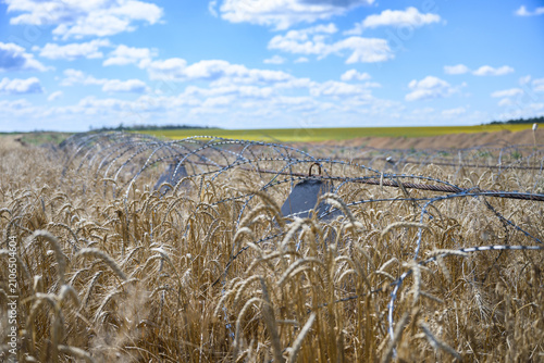 Wheat field with dragon teeth and barbed wire in Ukraine