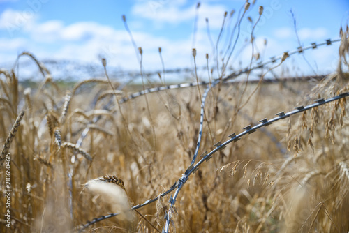 Ripe golden wheat growing in a Ukrainian field with barbed wire visible in the background. Peaceful agricultural landscape marked by the realities of war, resilience and national defense.