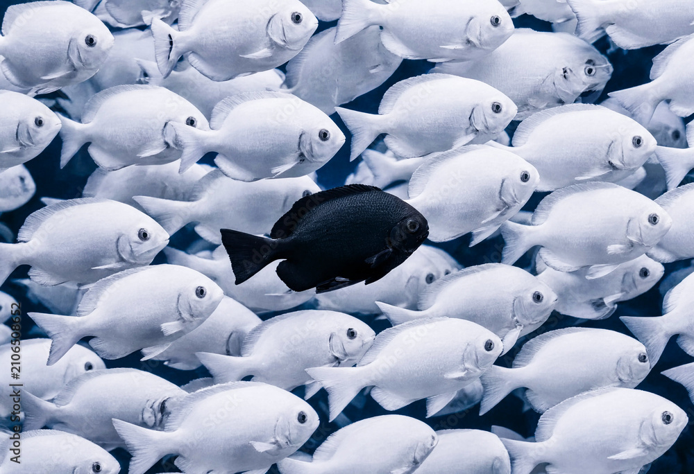 Obraz premium Black Fish Swimming Opposite to School of White Fish, Individuality Concept