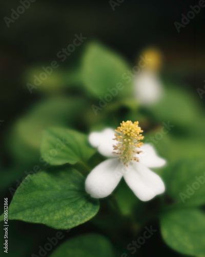 White Fish Mint Flower (Houttuynia cordata) Blooming in Natural Forest