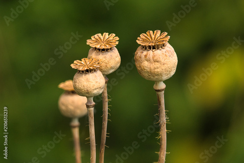 Quadro su tela poppy seed heads