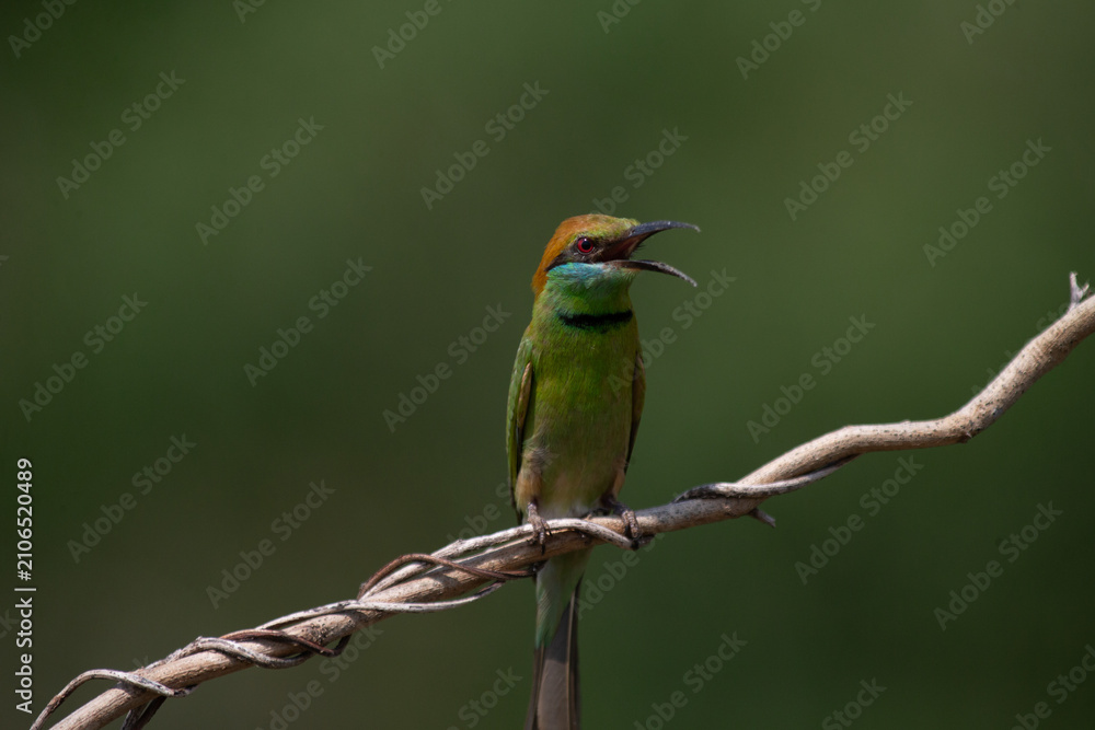 Fototapeta premium Asian Green Bee-eater (Merops orientalis) calling out with open mouth while perched on branch in green nature