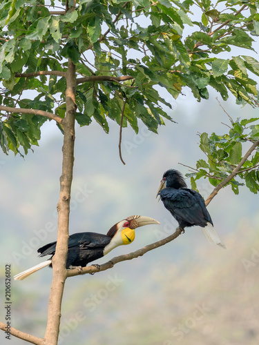 Sticker Two wreathed hornbills perched on a tree branch in natural forest setting Rhytic