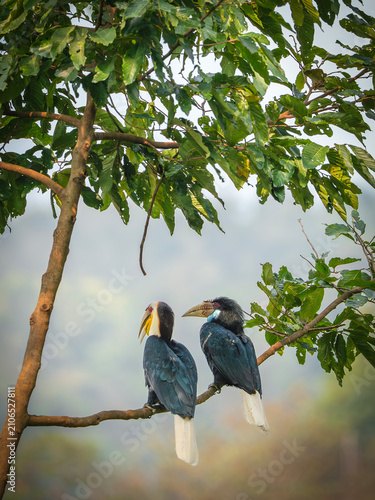 Canvas Print Two wreathed hornbills perched on a tree branch in lush forest canopy Rhyticeros