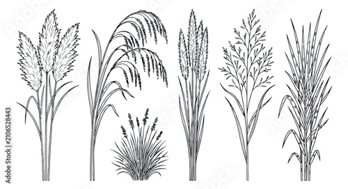 Vintage botanical pampas grass line art, hand drawn wild cereal and meadow grass vector set, black and white floral sketches for wedding invitations