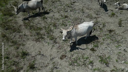 Aerial view of maremmana cattle grazing in the field