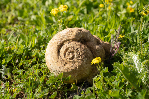 Photos A Fossil Gastropod Internal Mold in a Meadow