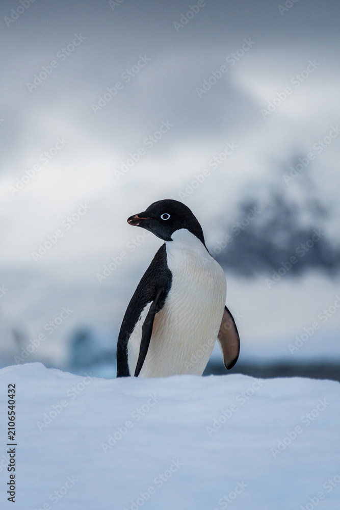 Obraz premium Close-up of an Adelie Penguin - Pygoscelis adeliae- standing on an iceberg, near the fish islands, on the Antarctic Peninsula