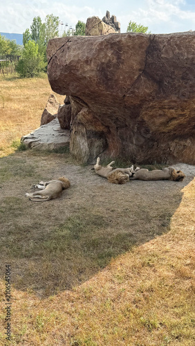 Photography Pride of Lions Resting Near Rock Formation