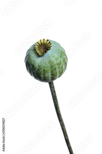 Принти на полотні poppy seed head