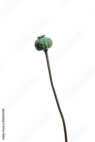 Принти на полотні poppy seed head