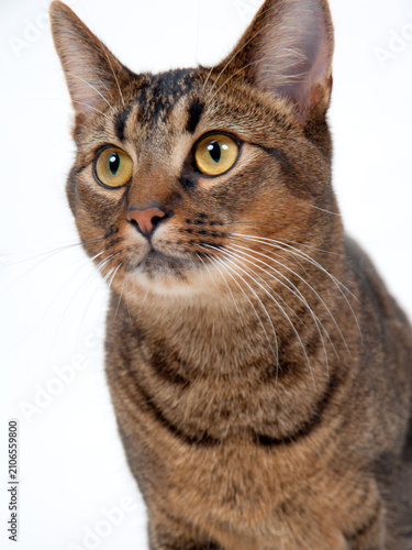 фотографія Cute wide-eyed part Abyssinian young male cat walking purposefully past the came