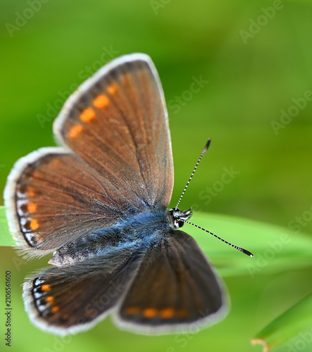 Obraz na płótnie Motyl. Modraszek