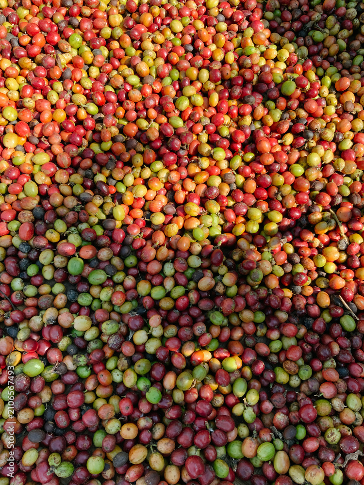 Fototapeta premium Freshly Harvested Coffee Cherries Background
