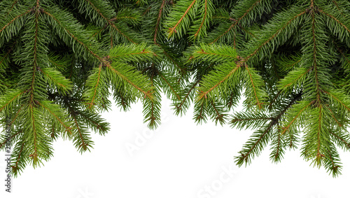 Photography Isolated fresh green fir tree branches natural spruce boughs for festive Christm