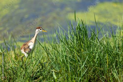 Photography A juvenile pheasant-tailed jacana foraging among tall grass