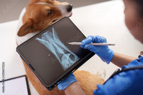 Foto Veterinarian holding tablet with dog radiography for veterinary diagnostics