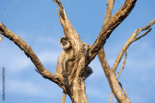 Canvas Print Gray langur monkey resting among the bare branches of a dead tree