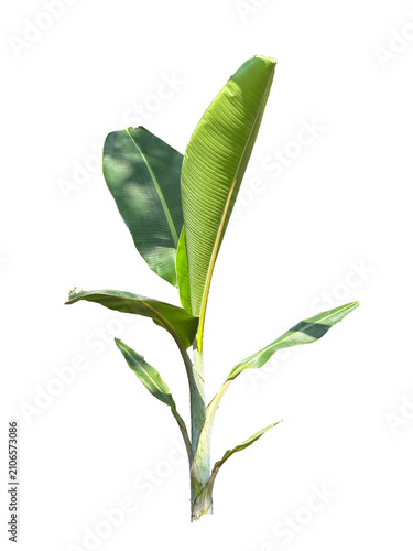 Young banana plant tree (Musa) with green leaves isolated on a clean white background.