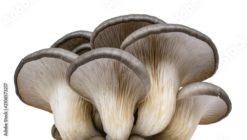 Isolated delicious natural grey oyster mushrooms, fresh edible fungi for healthy cuisine