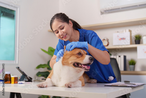 Asian female veterinarian examining Corgi dog at clinic for veterinary care