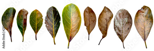 Various jackfruit leaves (Artocarpus heterophyllus) from fresh green to dry brown isolated on white background.