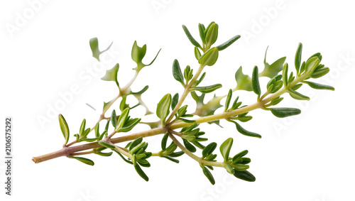 Fotografía Isolated fresh thyme sprig, essential aromatic green herb for seasoning and culinary dishes