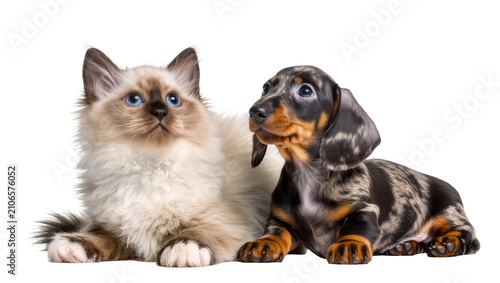 Foto Isolated fluffy Birman kitten with blue eyes and dapple dachshund puppy lying to