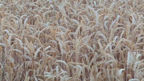 Wheat field close-up in summer in germany 