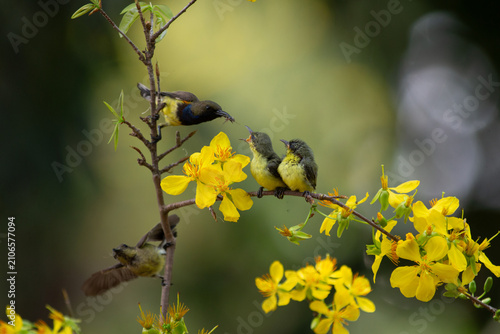 Bild auf Leinwand Olive-backed Sunbird (Cinnyris jugularis) feeding fledgling birds near bright ye