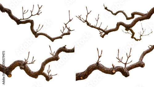 Tableau sur toile Isolated deciduous tree branches featuring prominent buds ready to bloom in spri