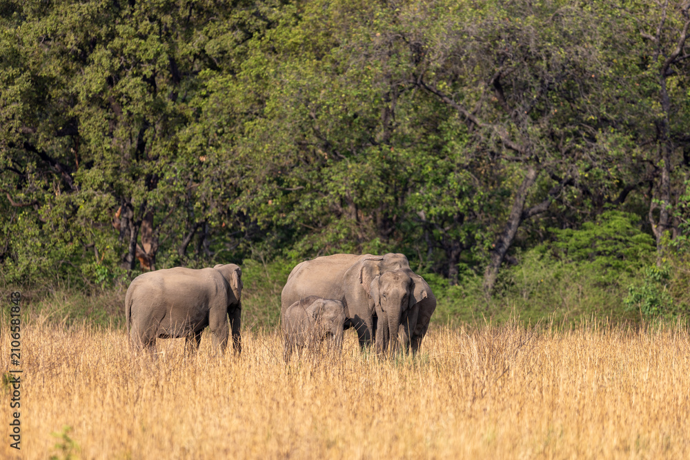 Obraz premium Asian elephant family with a calf standing in tall dry grassland. Jim Corbett National Park Uttarakhand India.