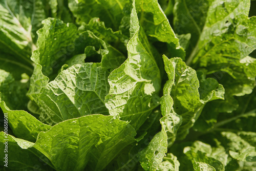 Napa Cabbage Head with Insect Pest Damage Top View in Garden